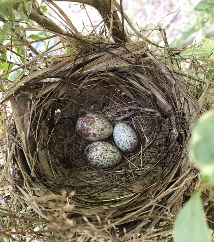 nido con huevos de pájaro cardenal