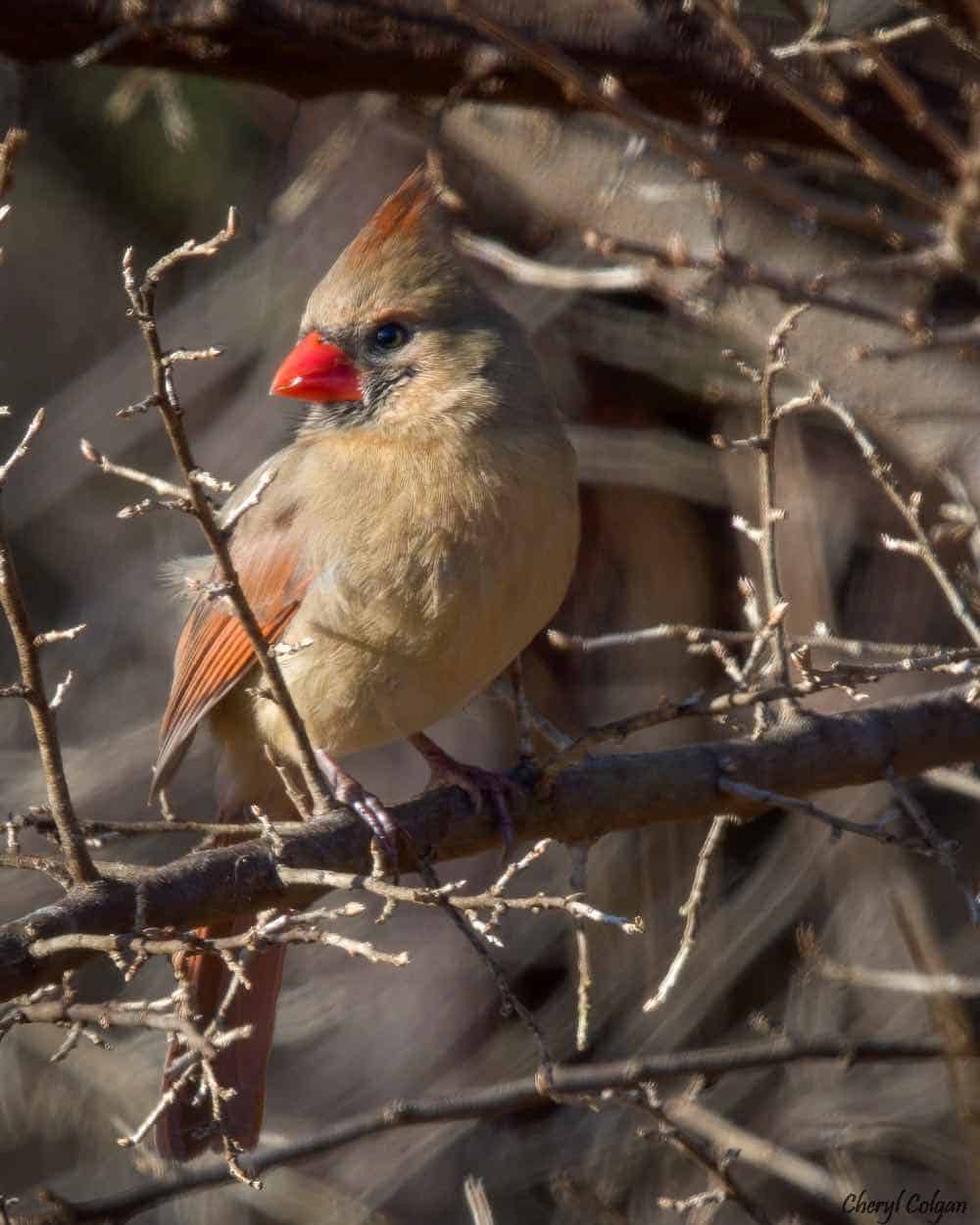 cardenal femenino posado en una rama