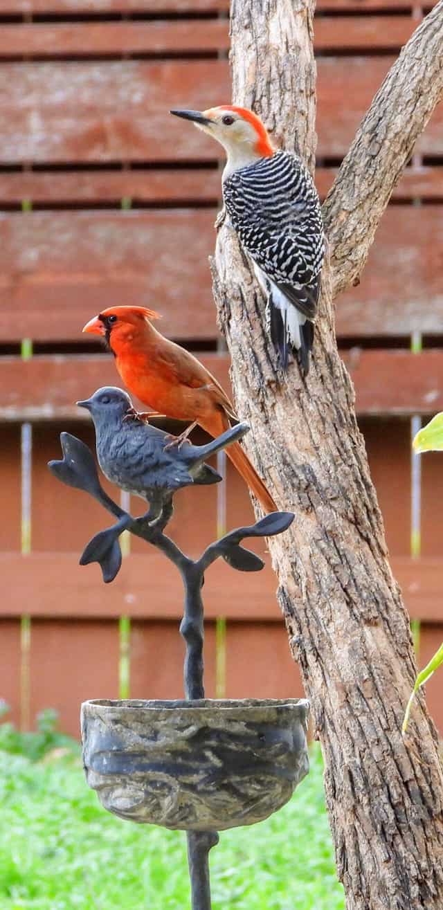 cardenal macho y pájaro carpintero de vientre rojo en un árbol