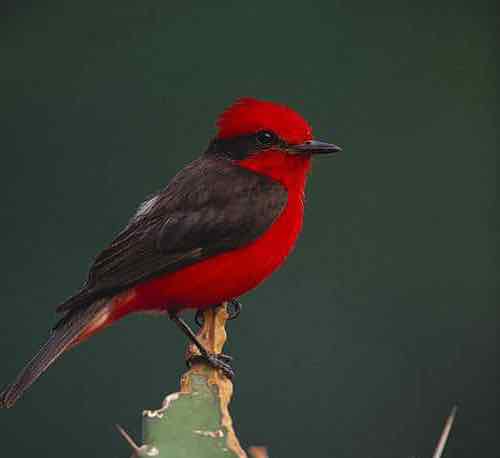 La lista completa de pequeños pájaros rojos (que no son cardenales)