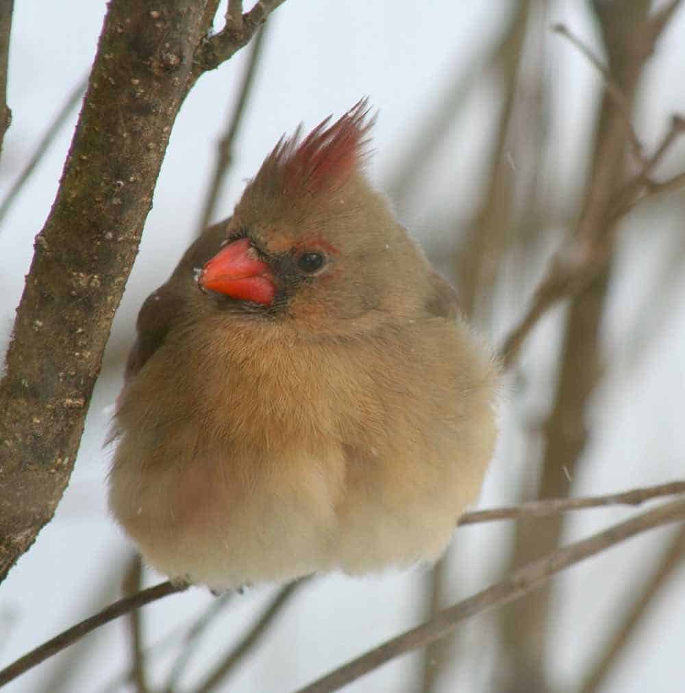 cardenal hembra esponjando plumas