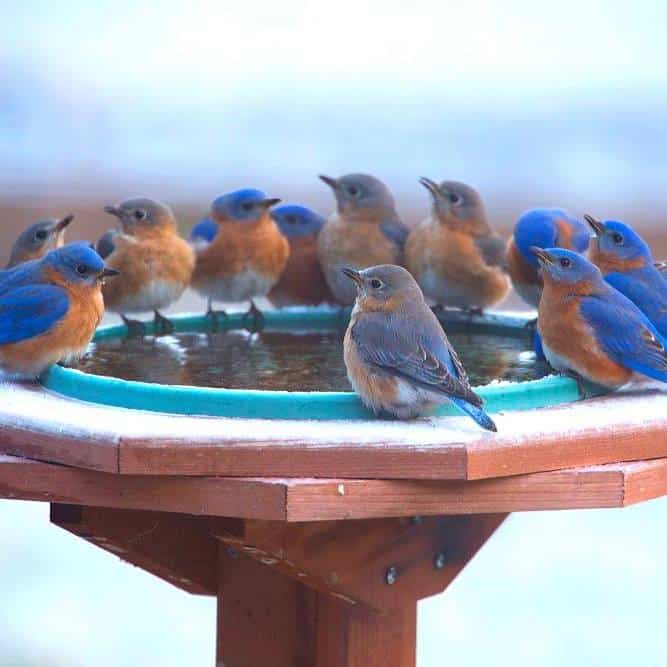 Familia de pájaros azules disfrutando de un bebedero para pájaros climatizado en invierno.  Foto por Julie Atkinson