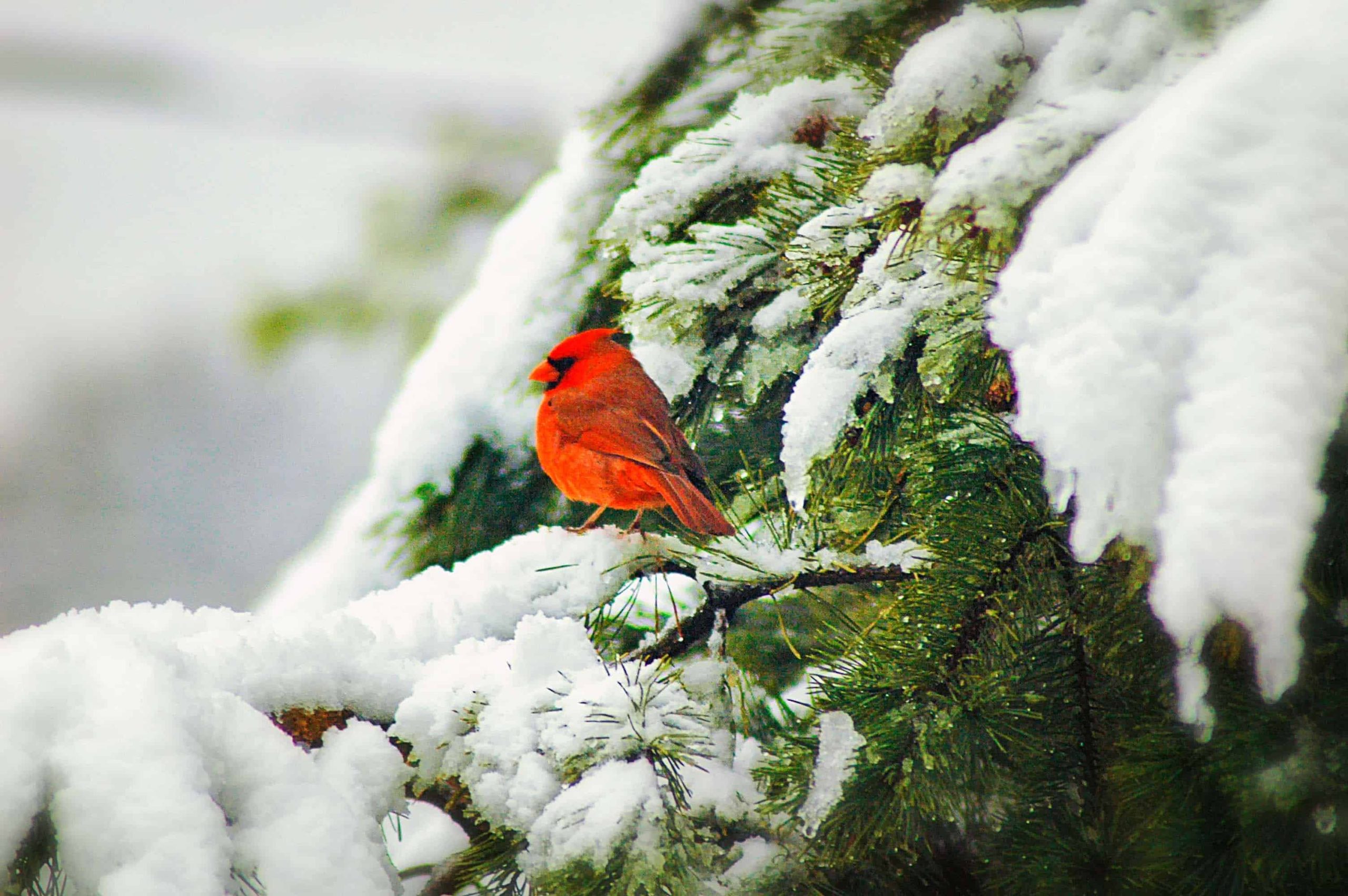 cardenal masculino busca refugio en un árbol de coníferas en invierno para mantenerse caliente