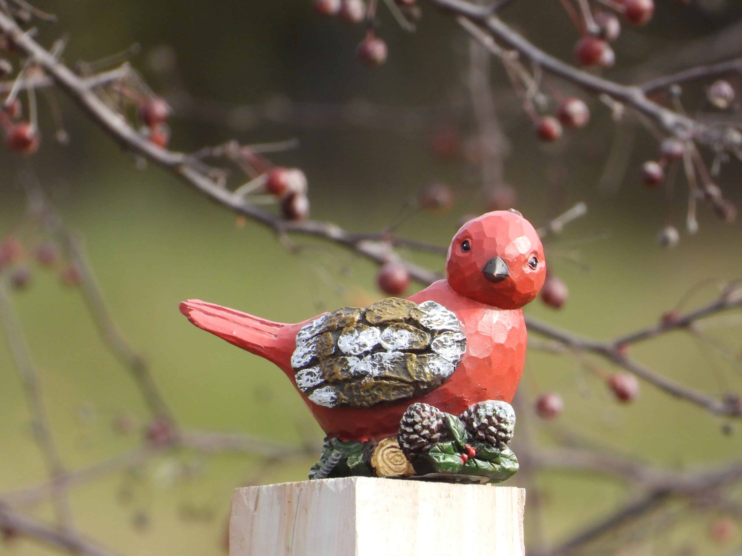 Pájaro cardenal de madera tomado con una Nikon Coolpix P1000 desde 75 pies de distancia