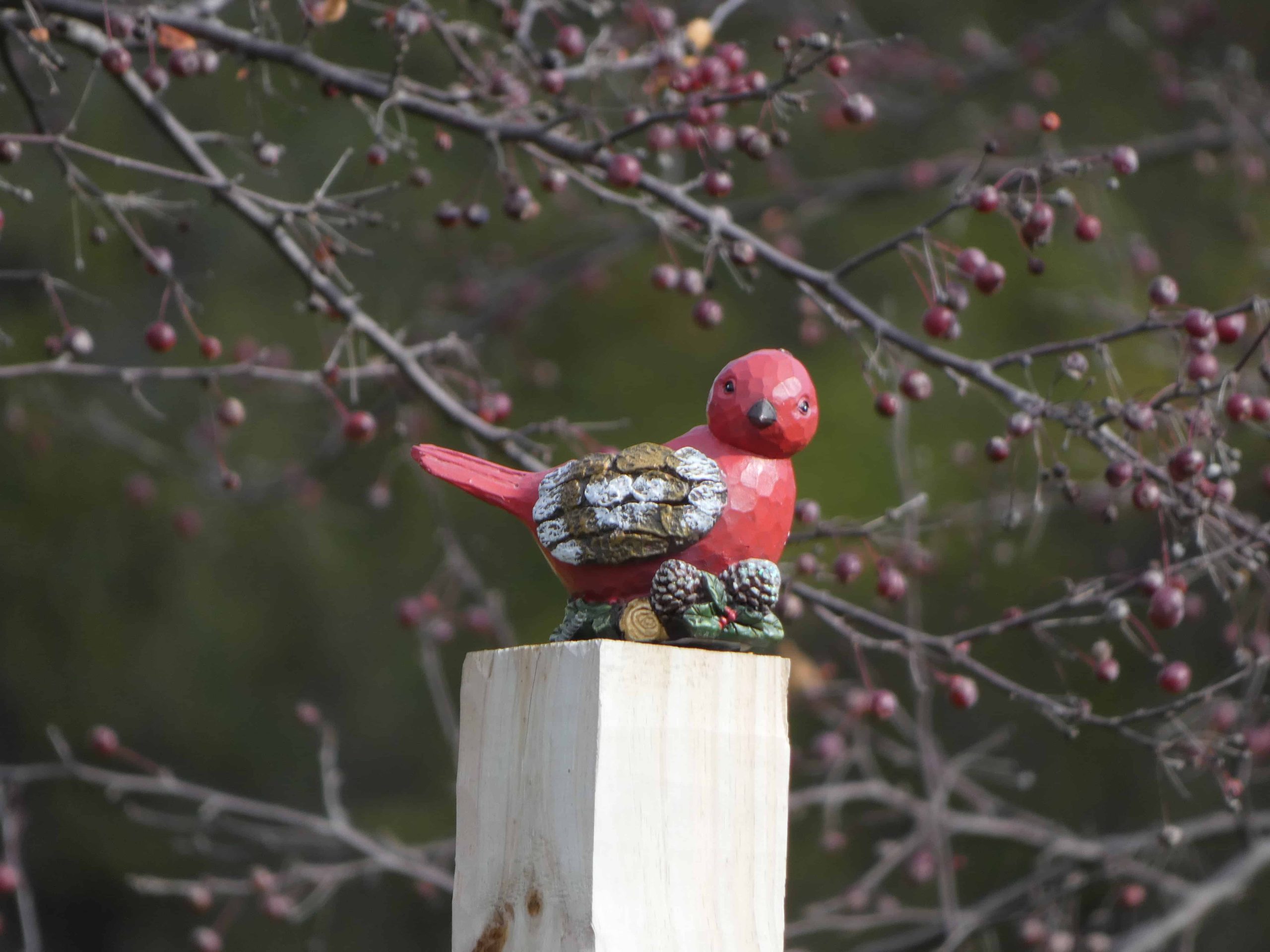 Pájaro cardenal de madera tomado con una Panasonic Lumix FZ80 desde 50 pies de distancia