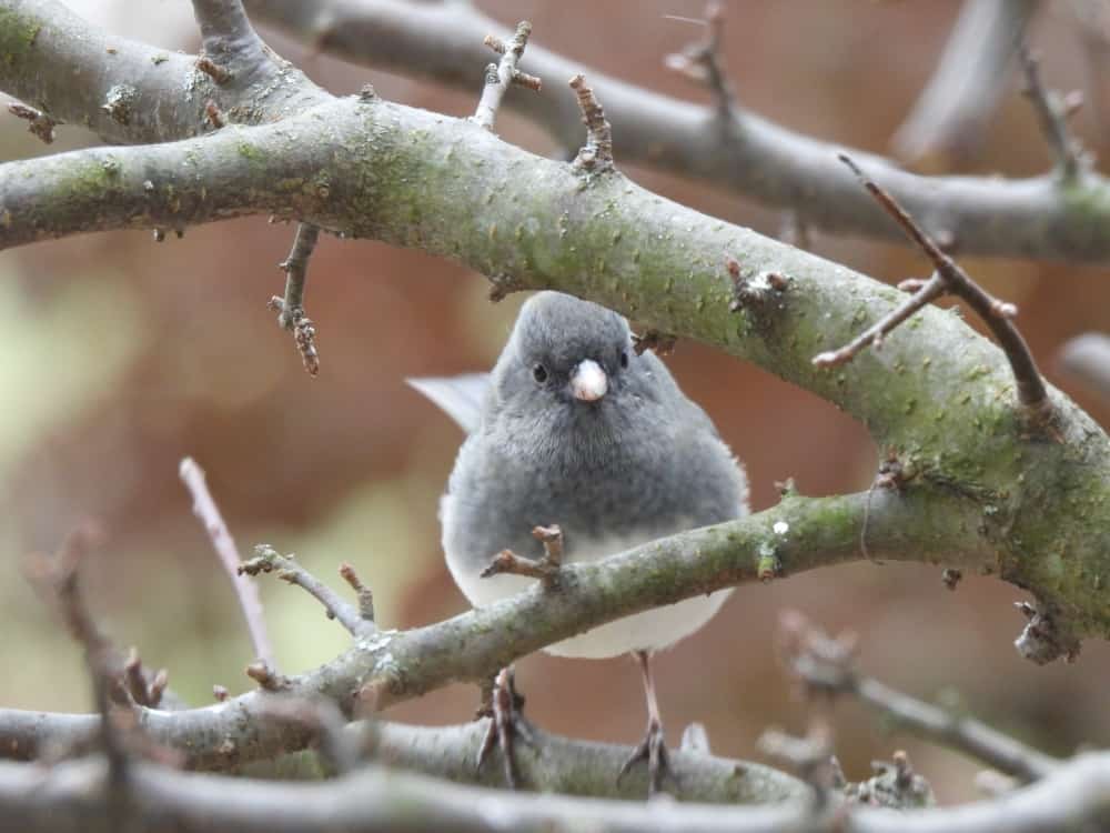 pájaro junco de ojos oscuros en una rama =