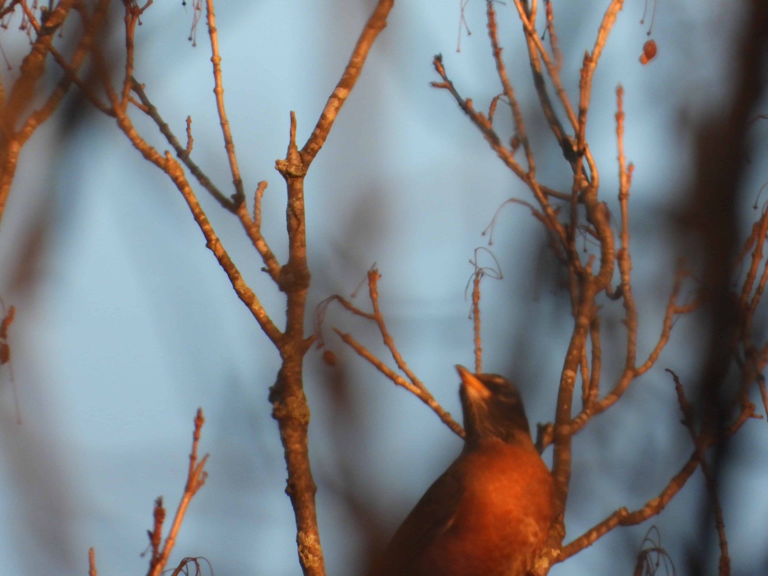foto de un pájaro petirrojo americano tomada con una Nikon Coolpix P1000