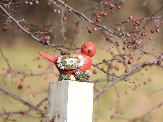Pájaro cardenal de madera tomado con una Nikon COOLPIX P950 desde 75 pies de distancia