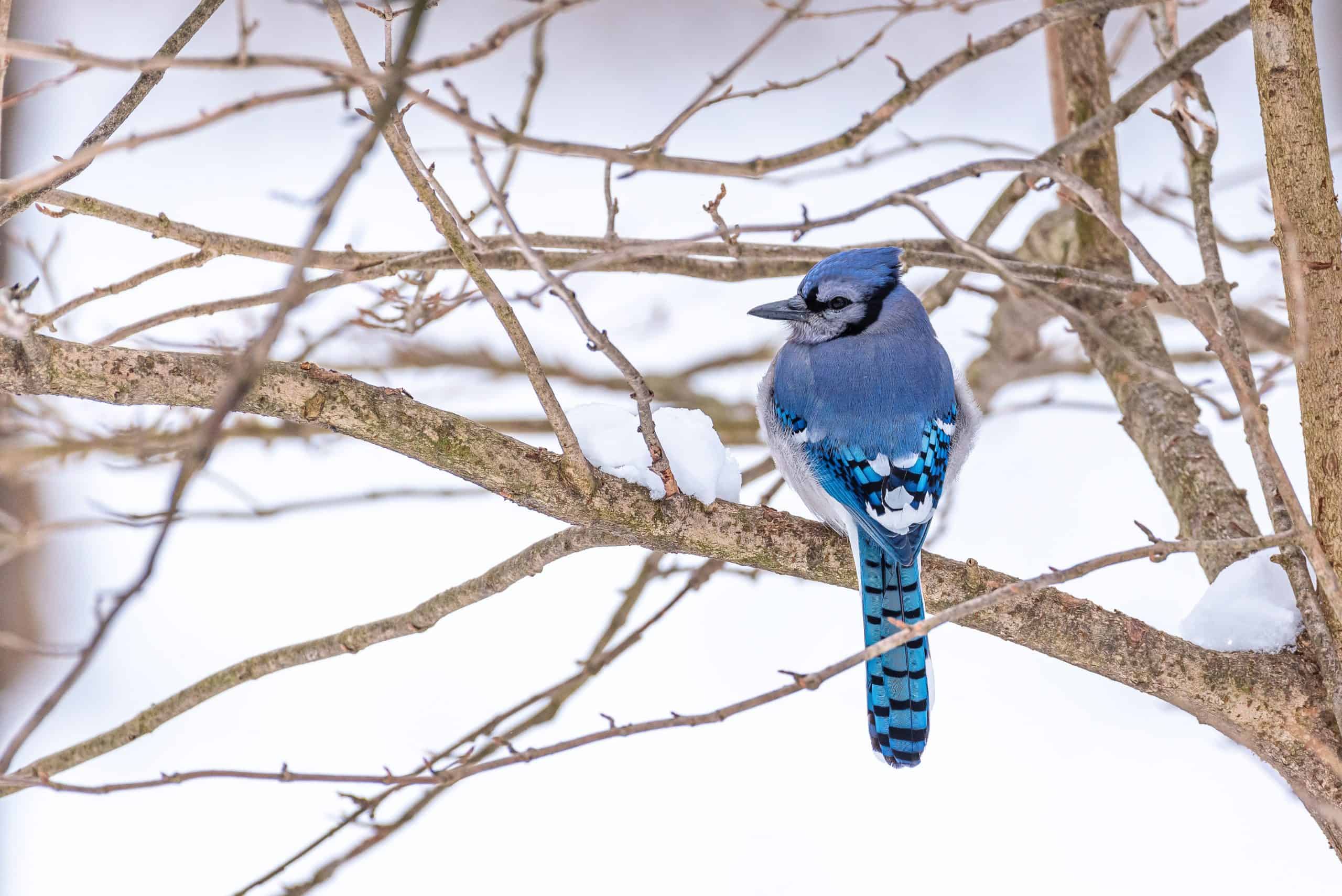 Pájaros azules en Iowa