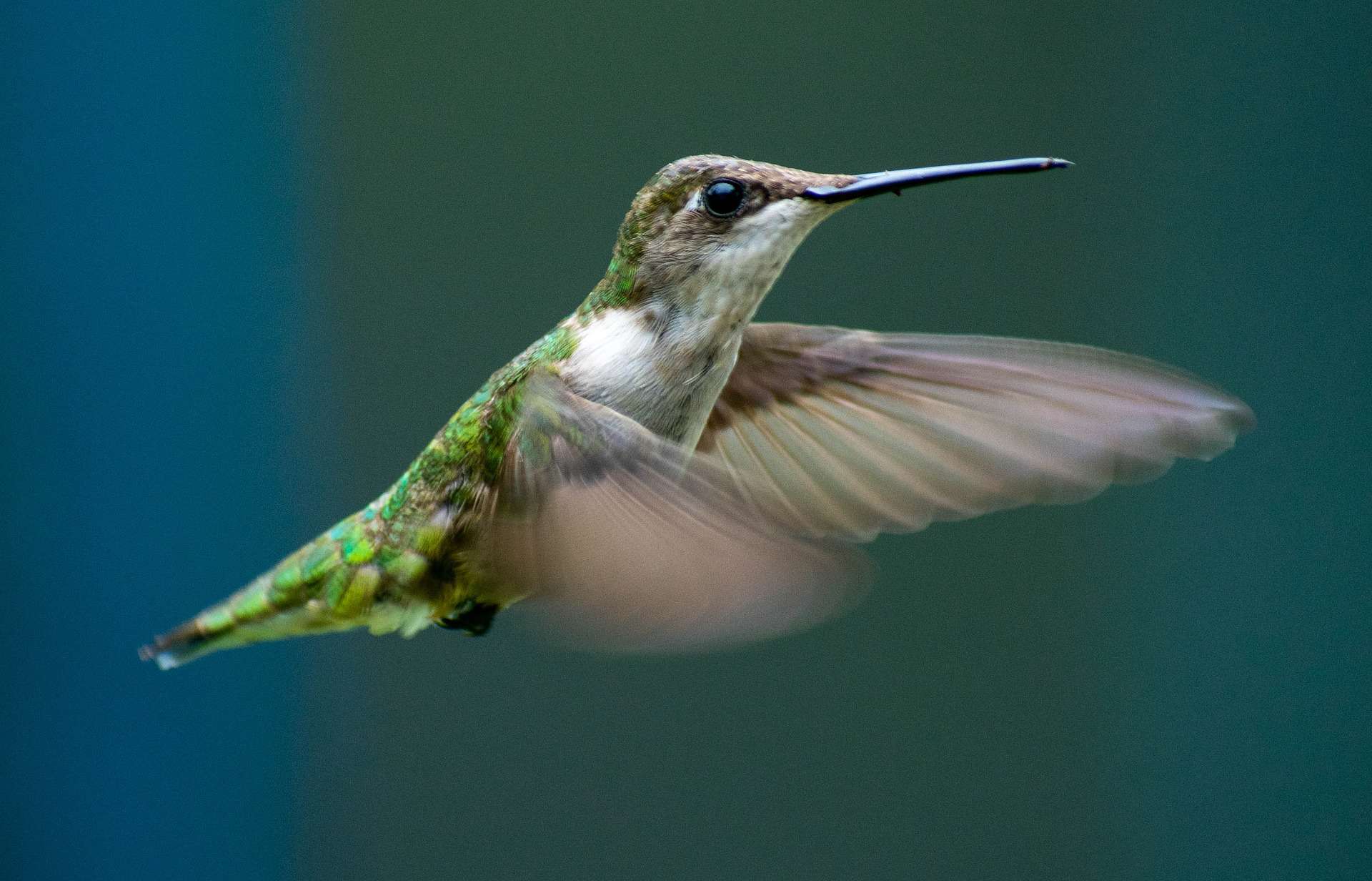 La guía definitiva sobre el significado y el simbolismo del colibrí