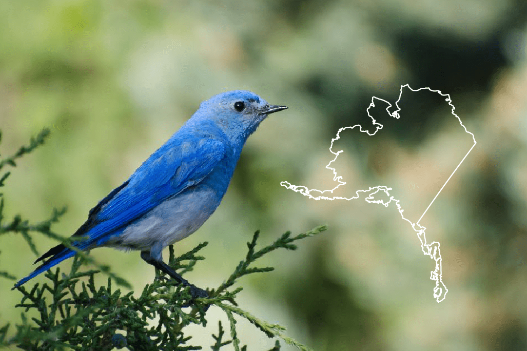 Blue Birds en Alaska: la lista completa + fotos para una identificación rápida y precisa