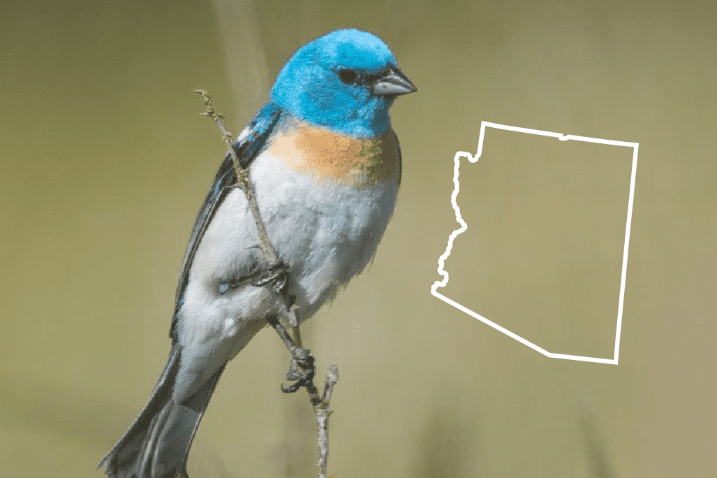 Blue Birds en Arizona: la lista completa + fotos para una identificación rápida y precisa