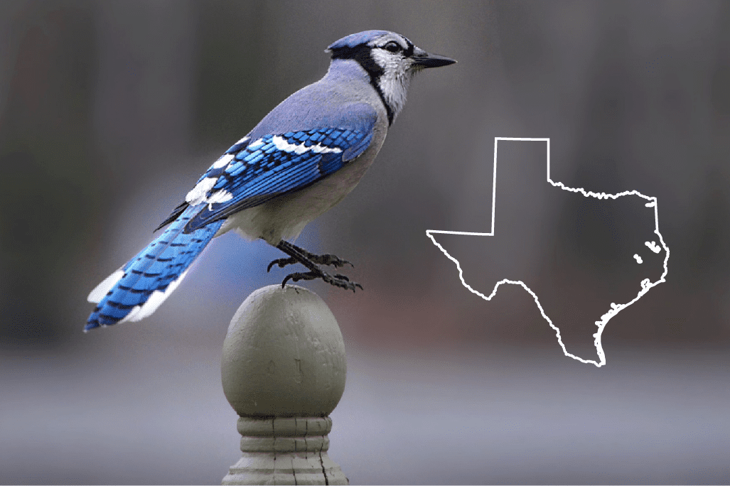Pájaros azules en Texas