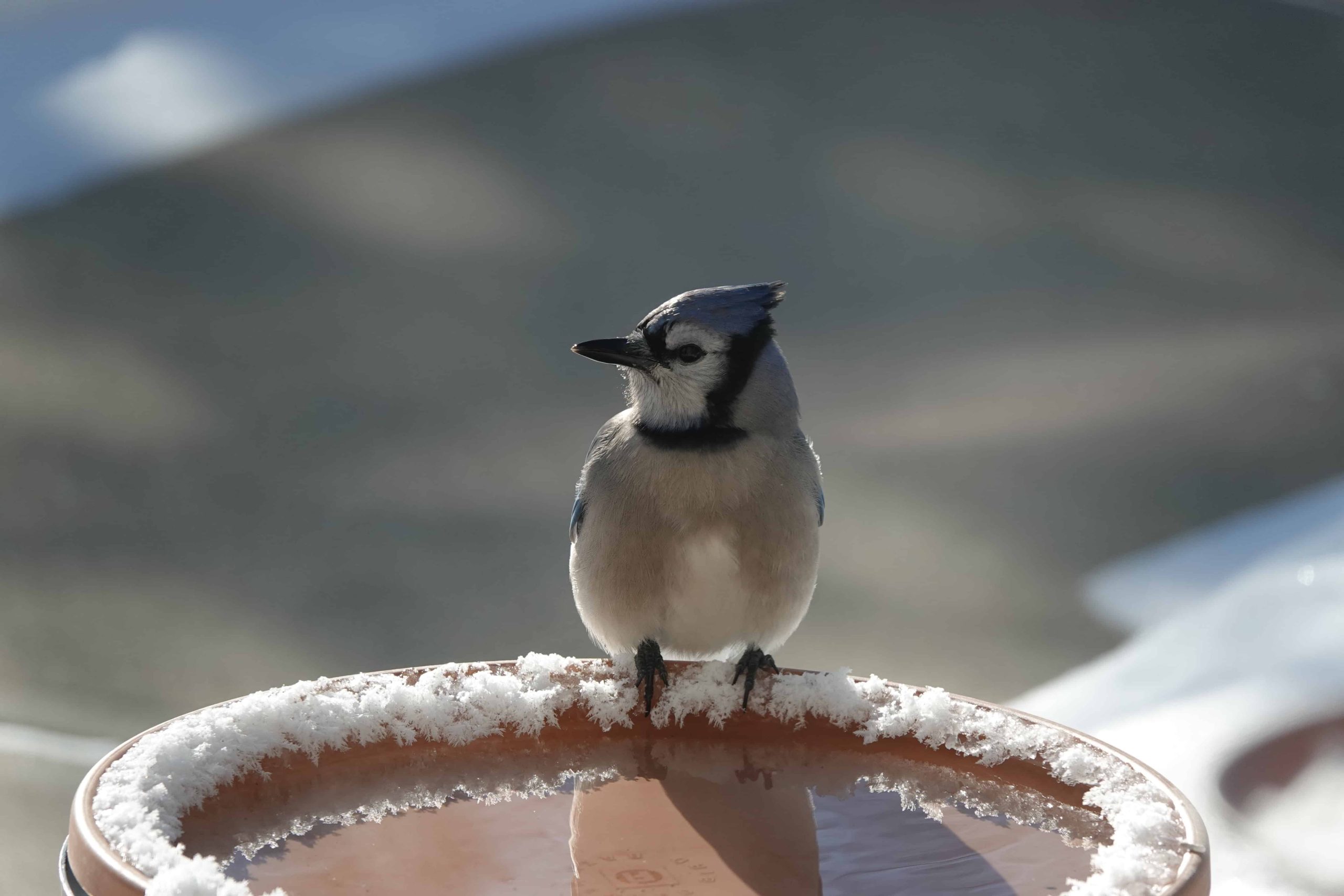 pájaro blue jay posado en un bebedero para pájaros climatizado
