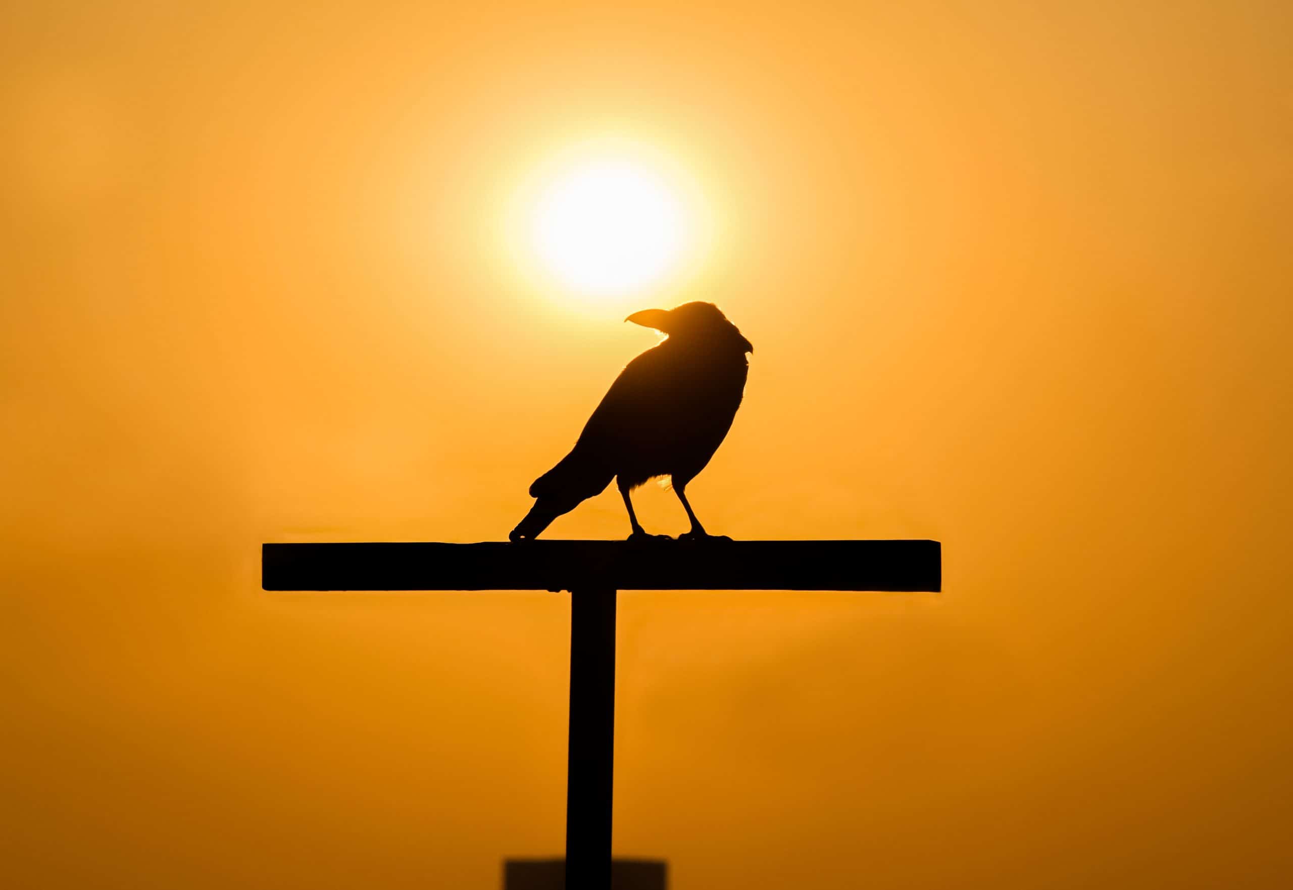 La guía definitiva sobre el simbolismo del cuervo