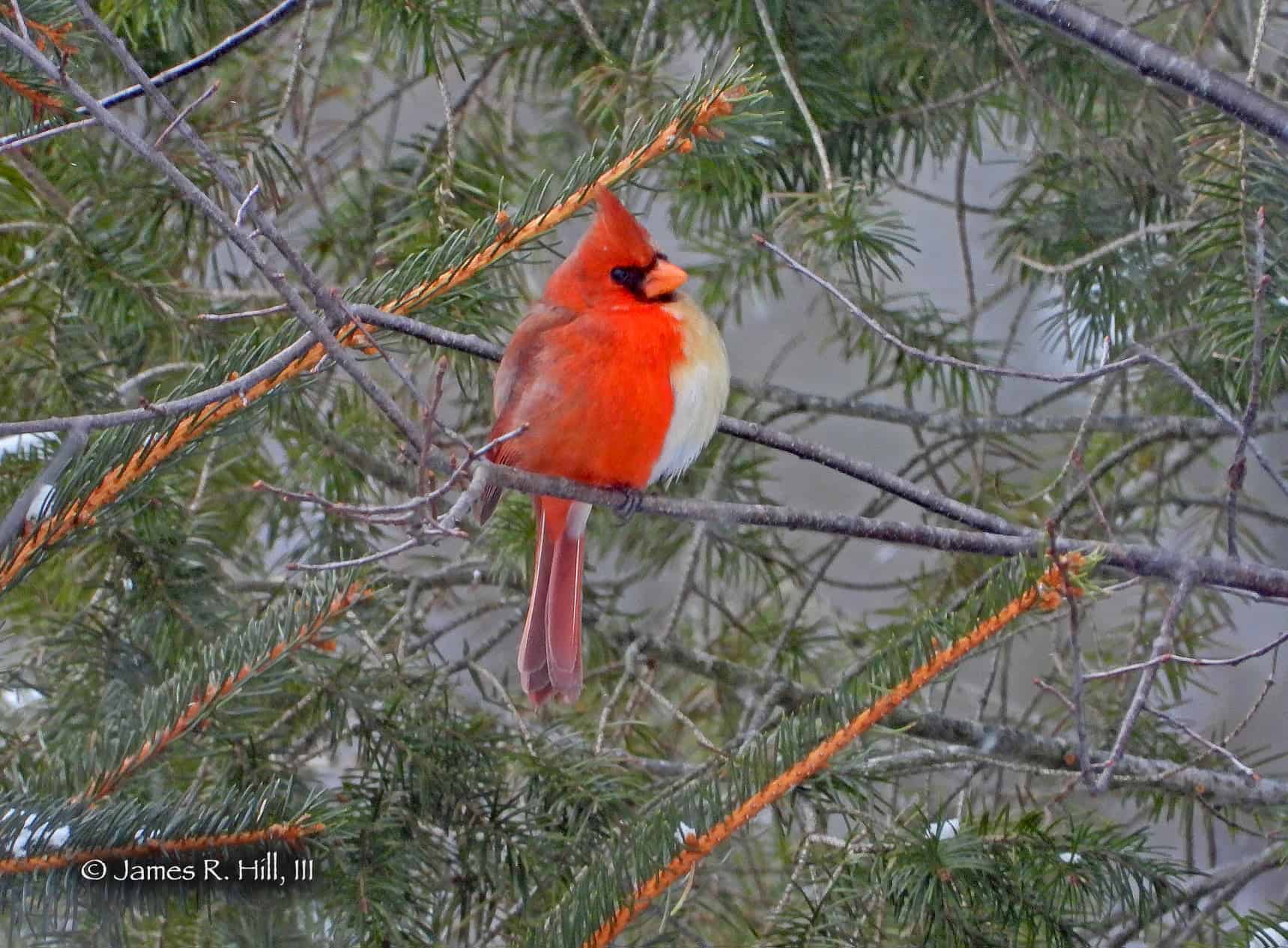 cardenal mitad macho mitad hembra sentado en una rama