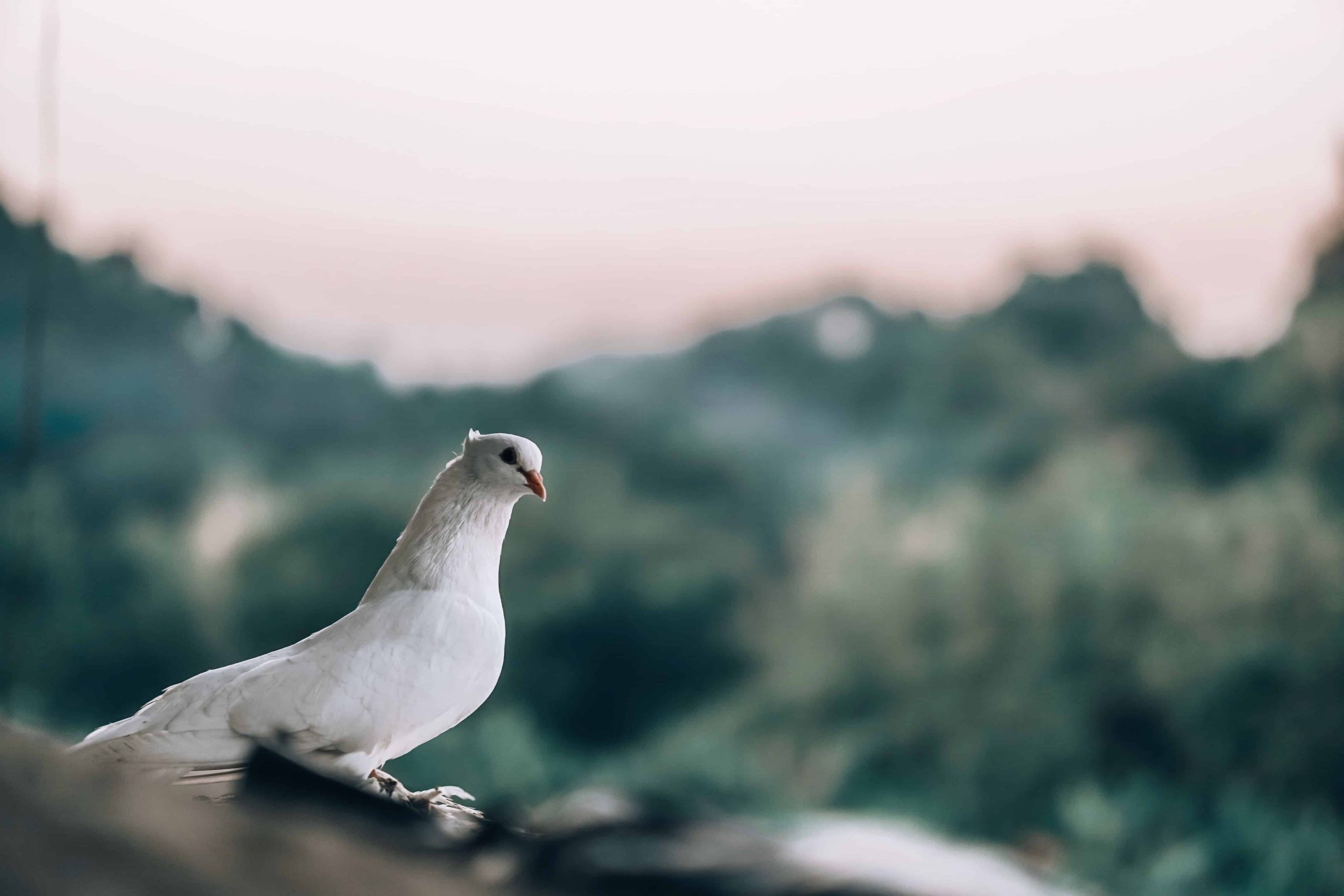 significado y simbolismo de la paloma blanca