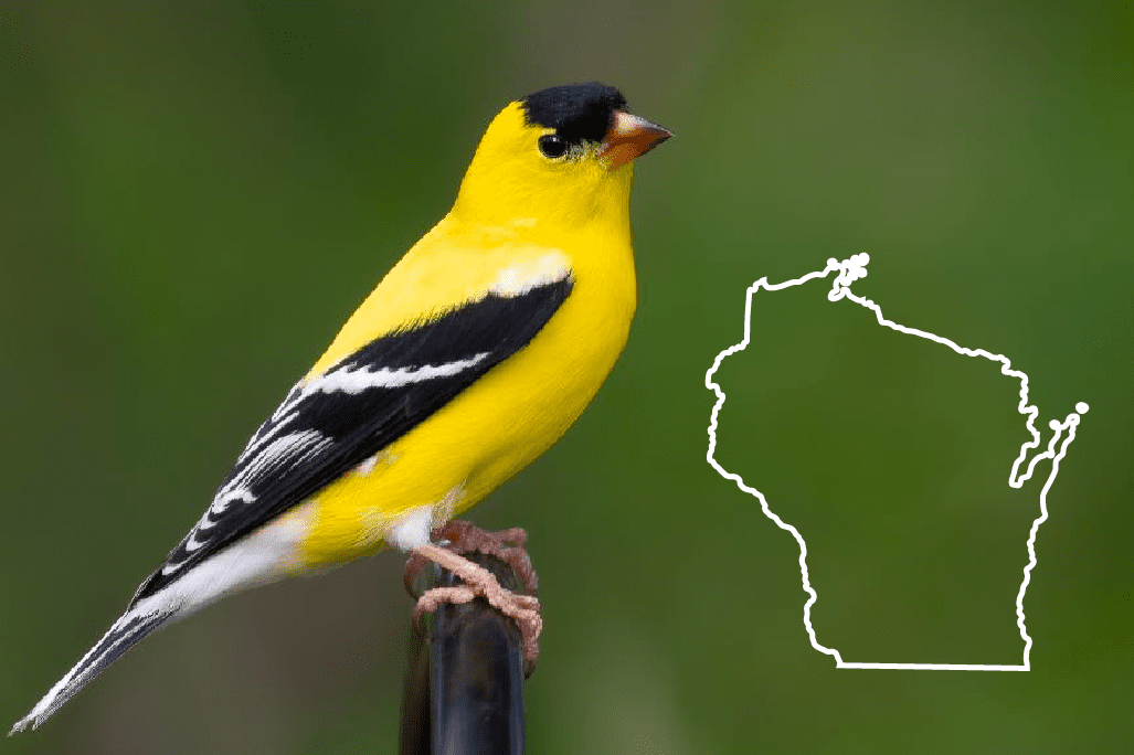 Birds of Wisconsin: la guía completa + fotos para una identificación rápida y precisa