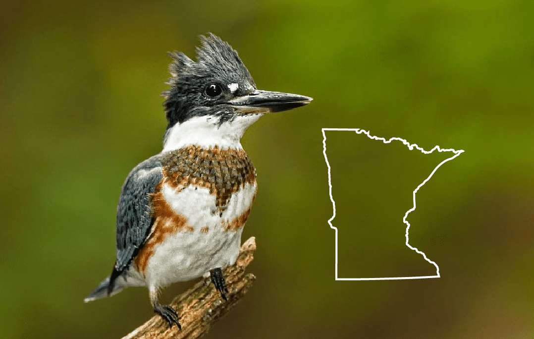 Blue Birds en Minnesota: la lista completa + fotos para una identificación rápida y precisa