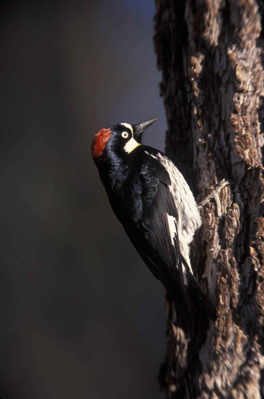 Pájaro carpintero de bellota trepando por un árbol