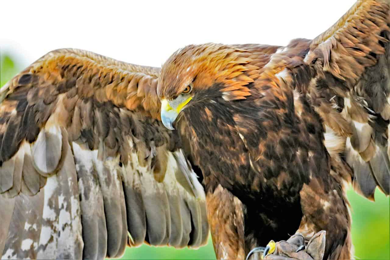 Águila dorada marrón con las alas extendidas
