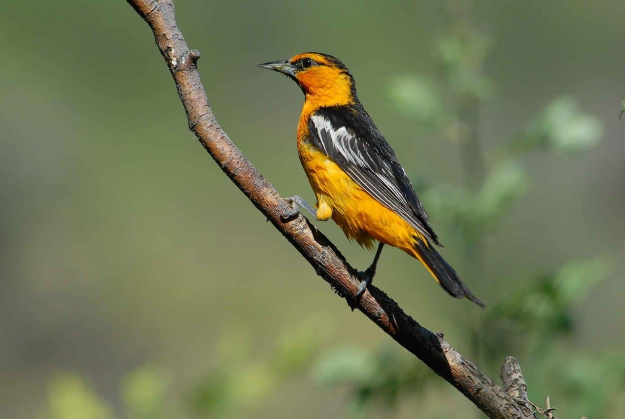 Más de 15 pájaros naranjas con alas negras: una lista completa para una identificación rápida y precisa