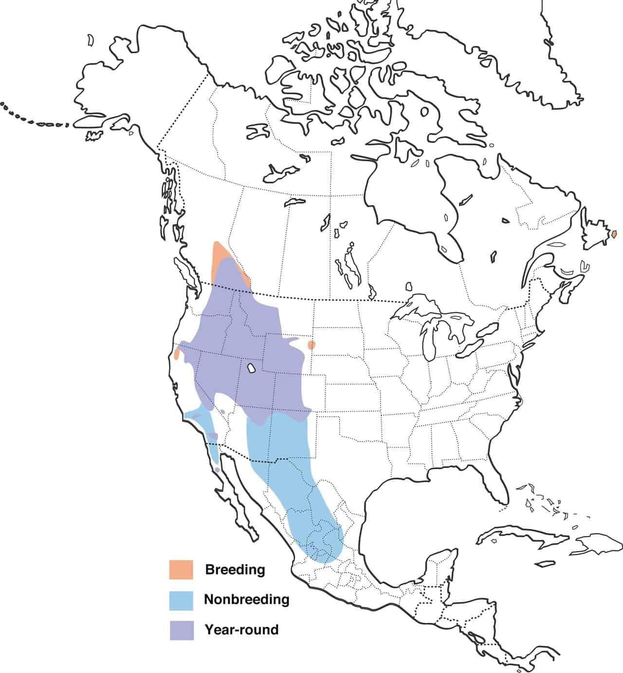 Mapa de distribución de pinzones pinzón de Cassin.