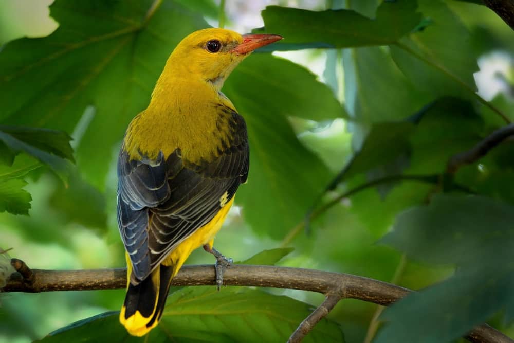 20 pájaros amarillos con alas negras: una lista completa para una identificación rápida y precisa