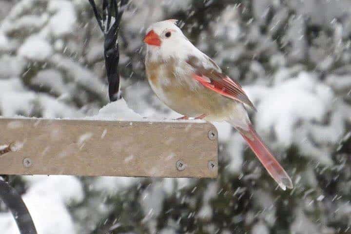 cardenal leucístico femenino posado en el comedero para pájaros