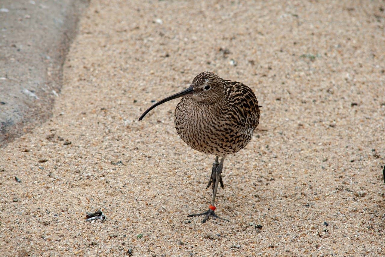 un pájaro kiwi un mamífero está caminando en la orilla
