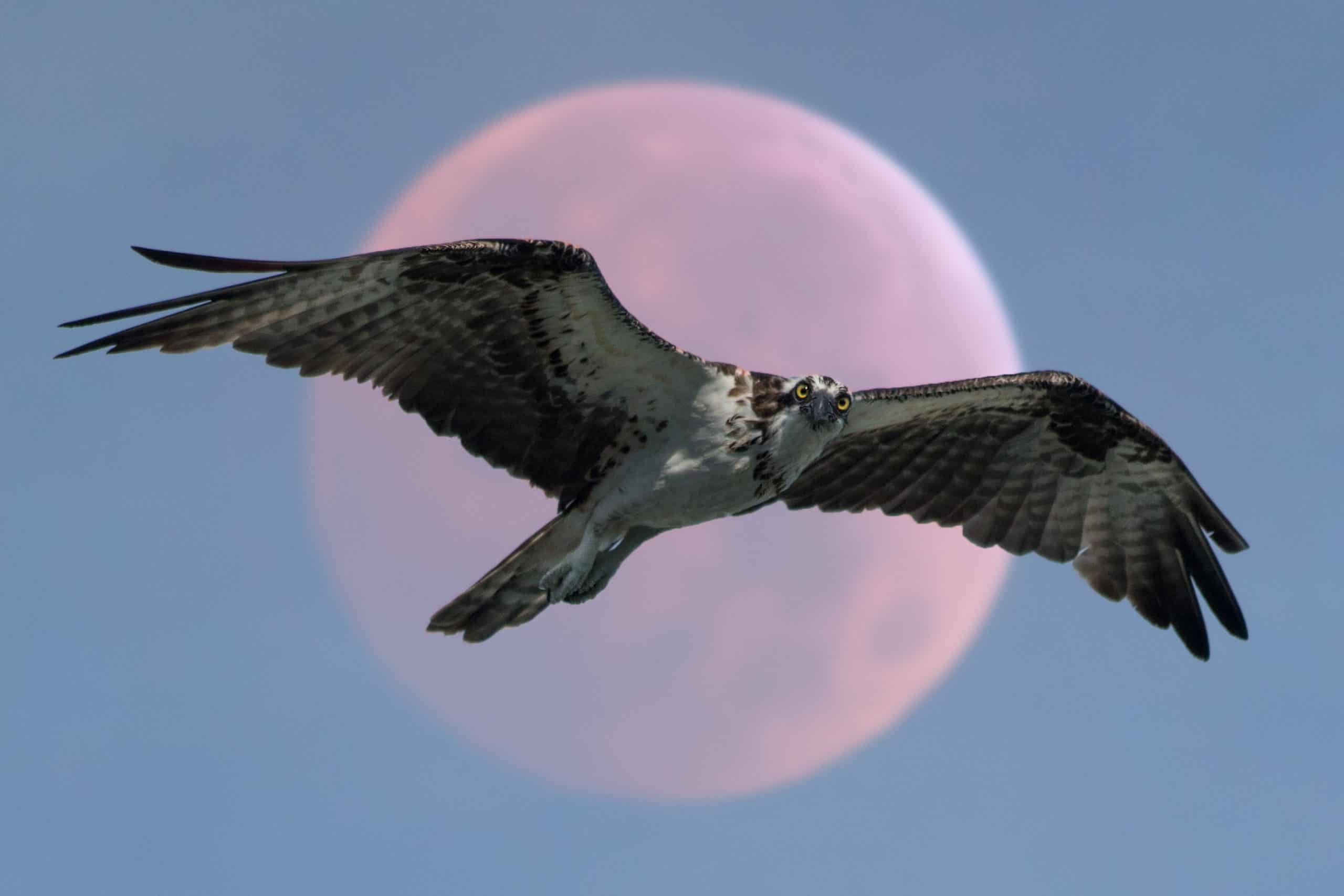 La guía definitiva sobre el simbolismo y el significado del halcón 