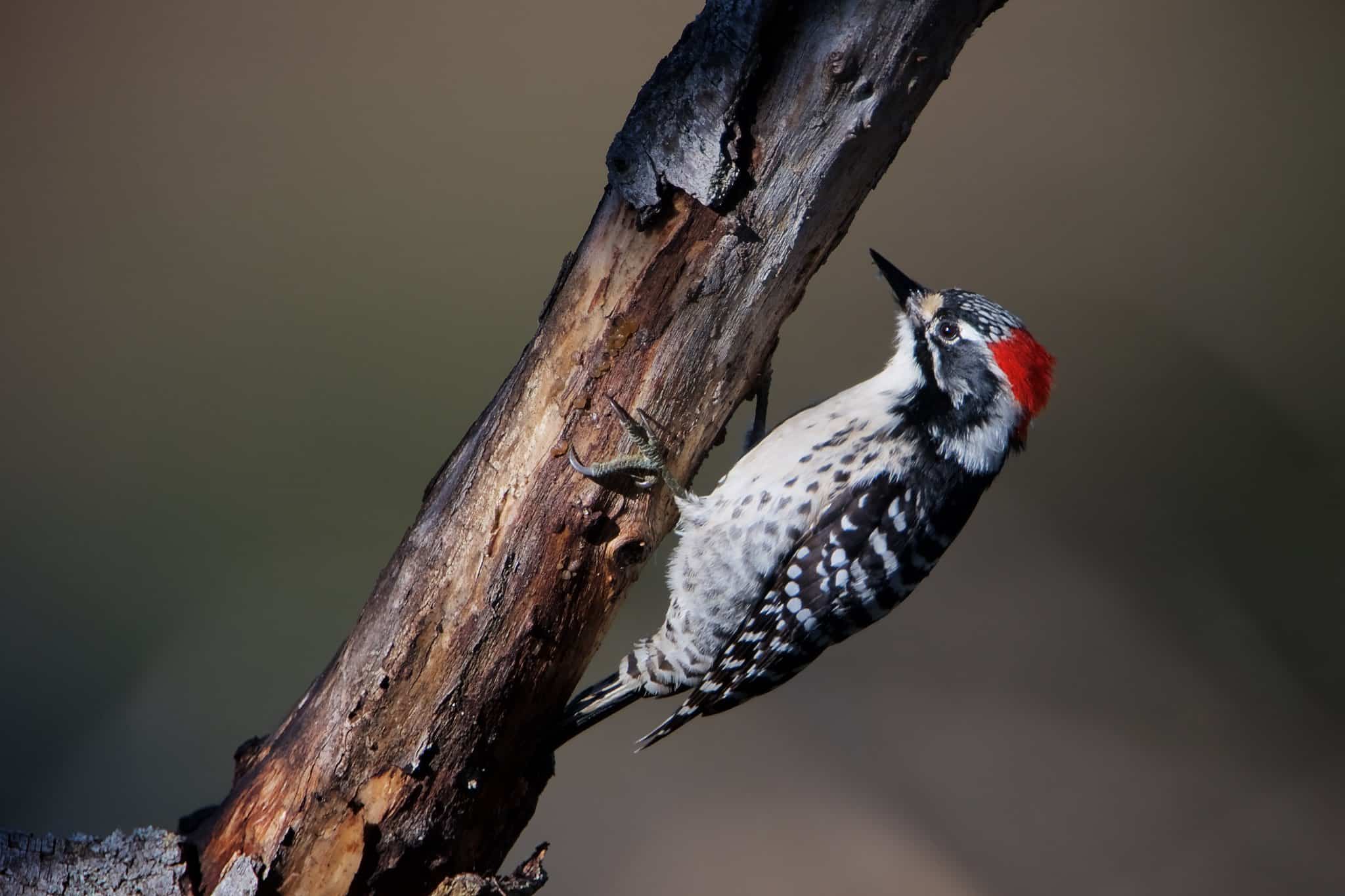 El pájaro carpintero de Nuttall trepando por una rama