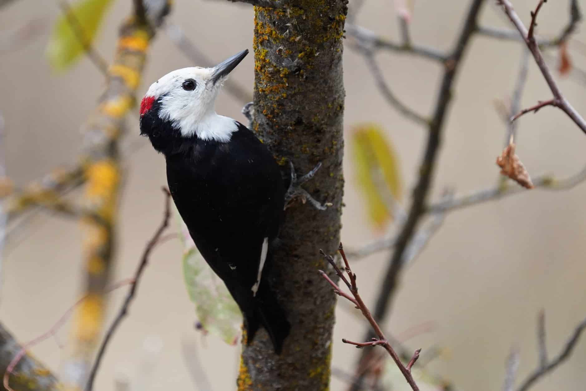 Pájaro carpintero de cabeza blanca trepando por el tronco de un árbol