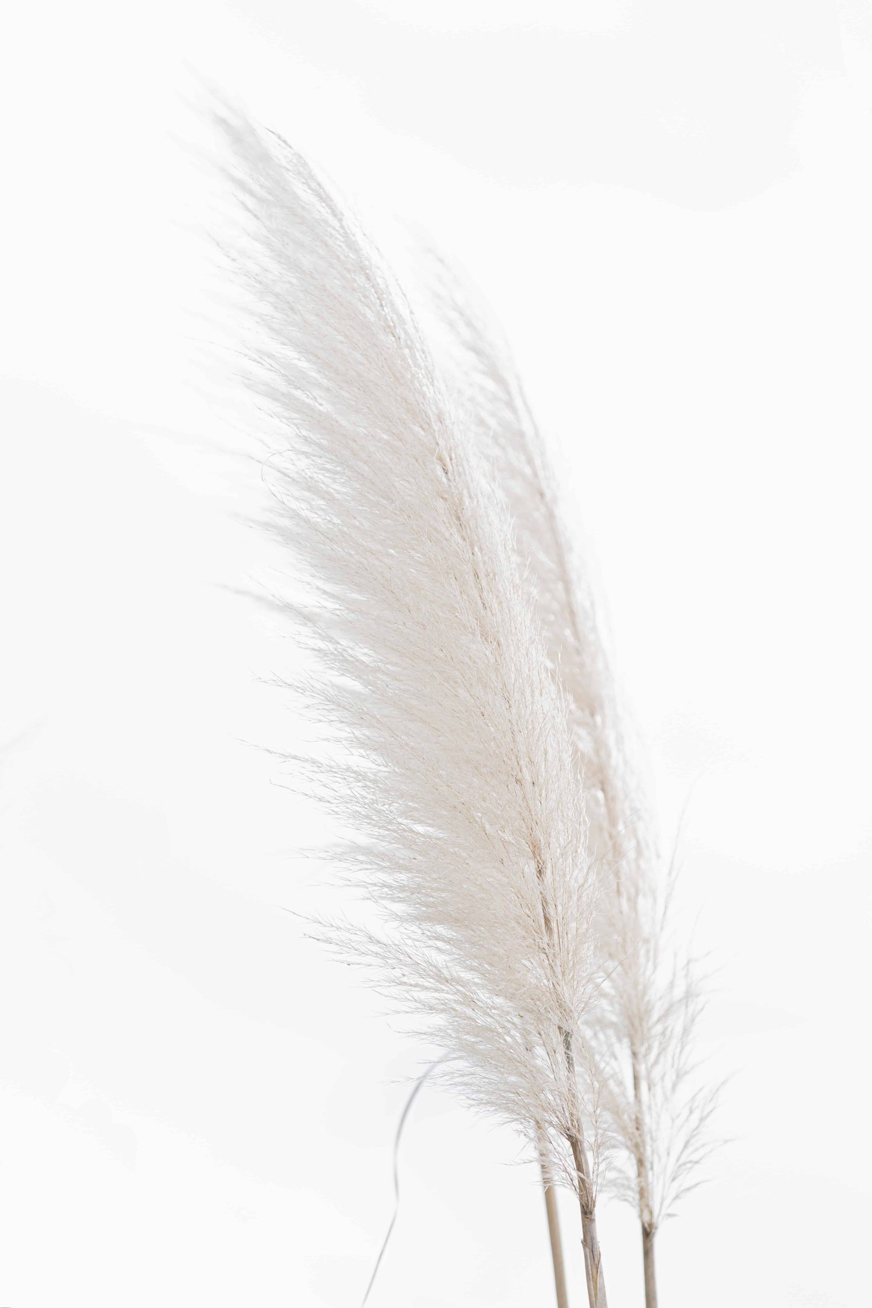 una pluma de ave blanca