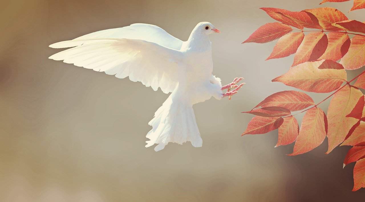 La guía definitiva sobre el significado y el simbolismo del pájaro blanco