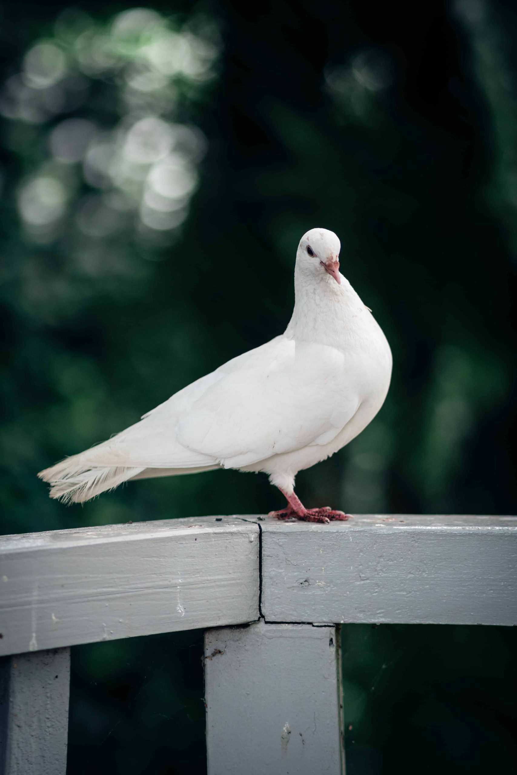 simbolismo de la paloma blanca