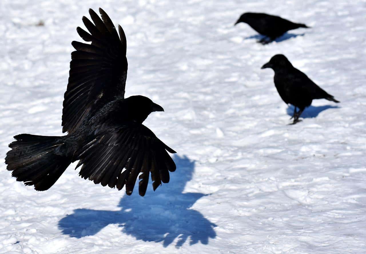 Tres cuervos, un asesinato, juntos sobre un fondo de nieve