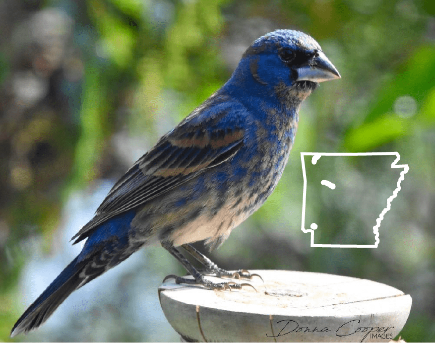 Pájaros azules en Arkansas