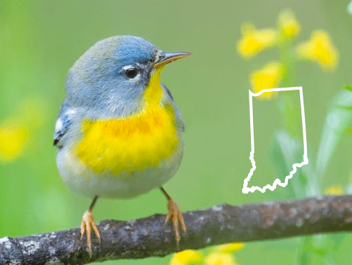 Pájaros azules en Indiana