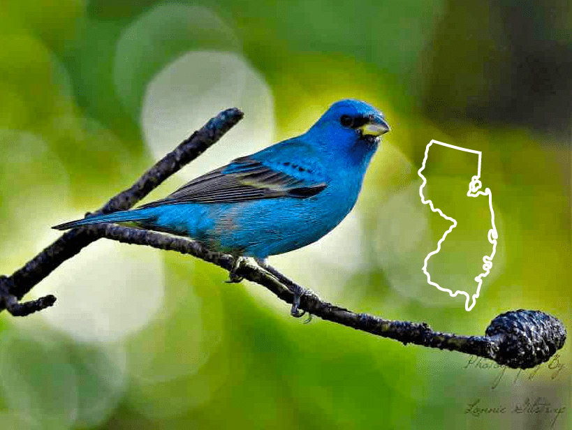 Pájaros azules en Nueva Jersey