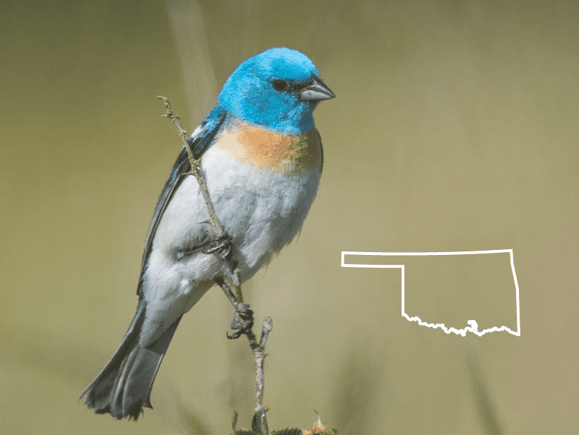 Pájaros azules en Oklahoma