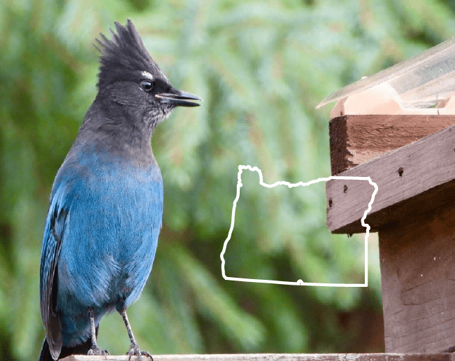 Pájaros azules en Oregón