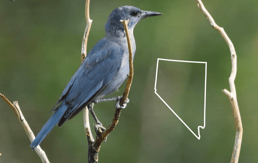 Pájaros azules en Nevada