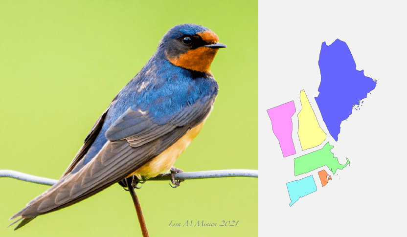 Pájaros azules en Nueva Inglaterra