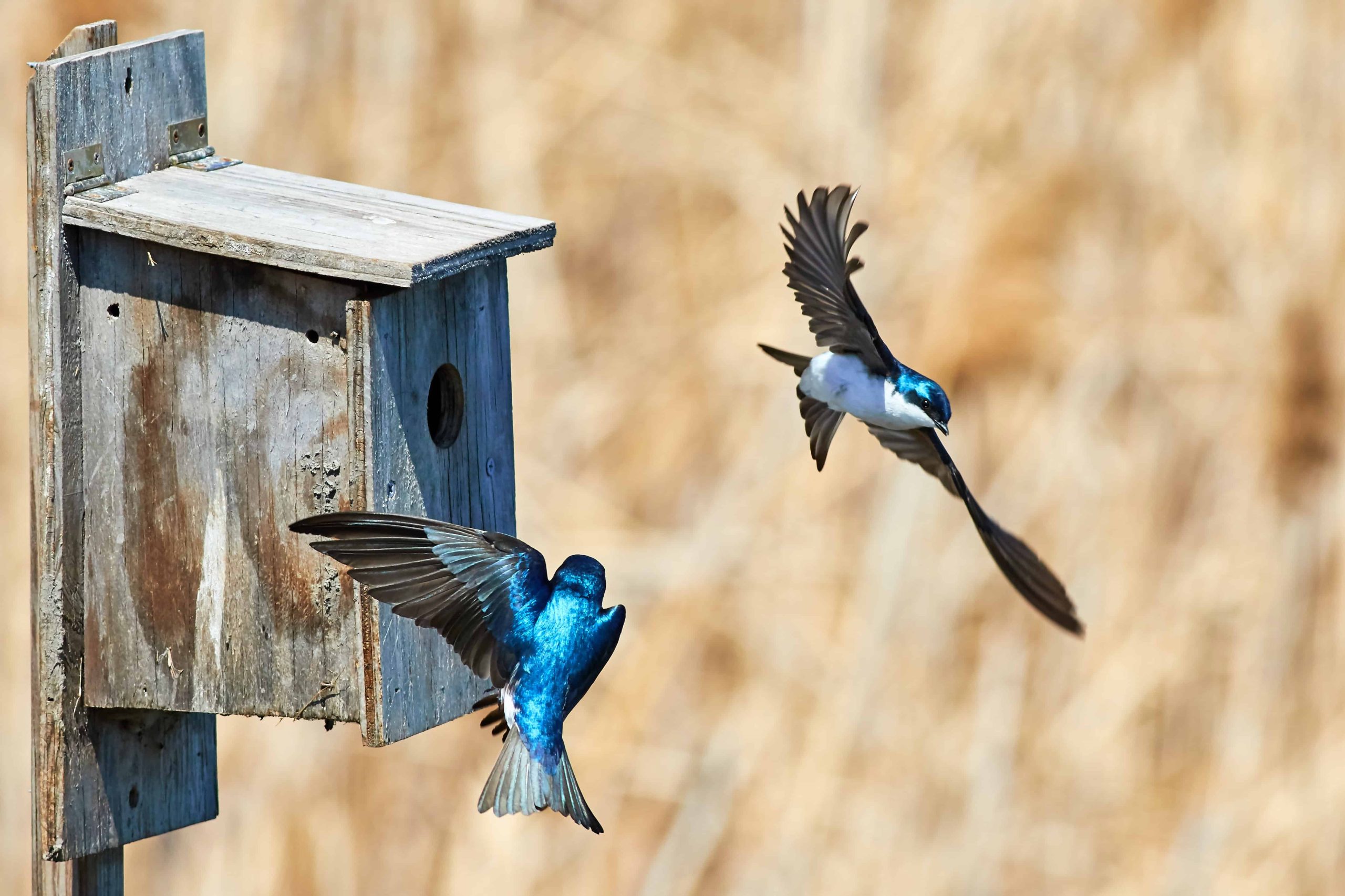 golondrinas volando alrededor de una casa de pájaros azules