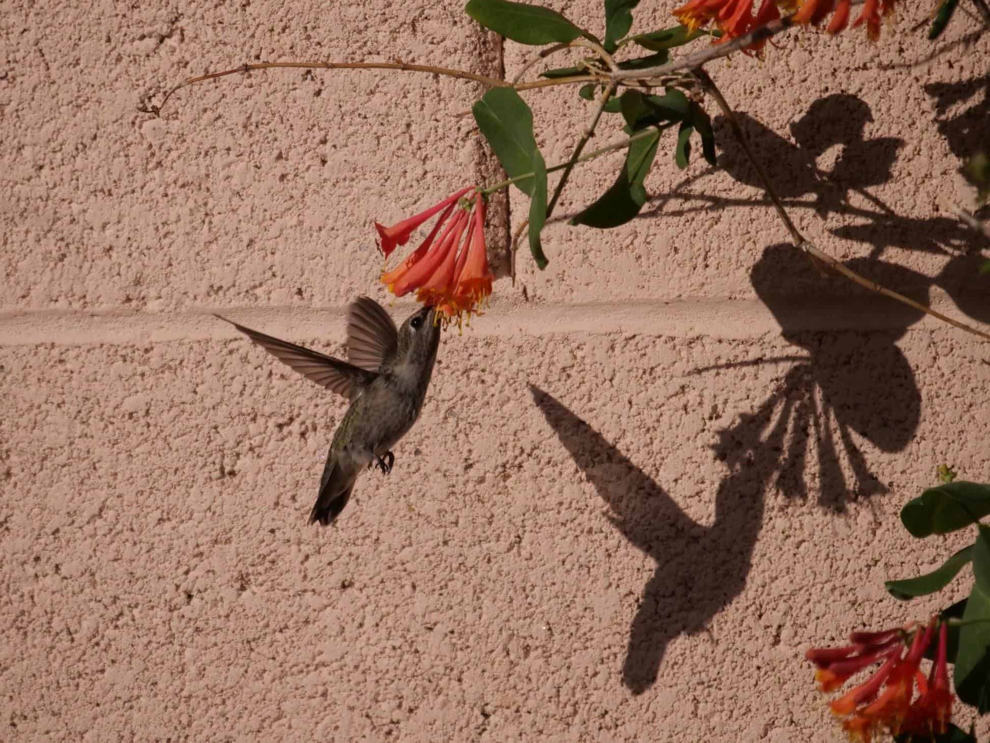 colibrí bebiendo néctar de madreselva