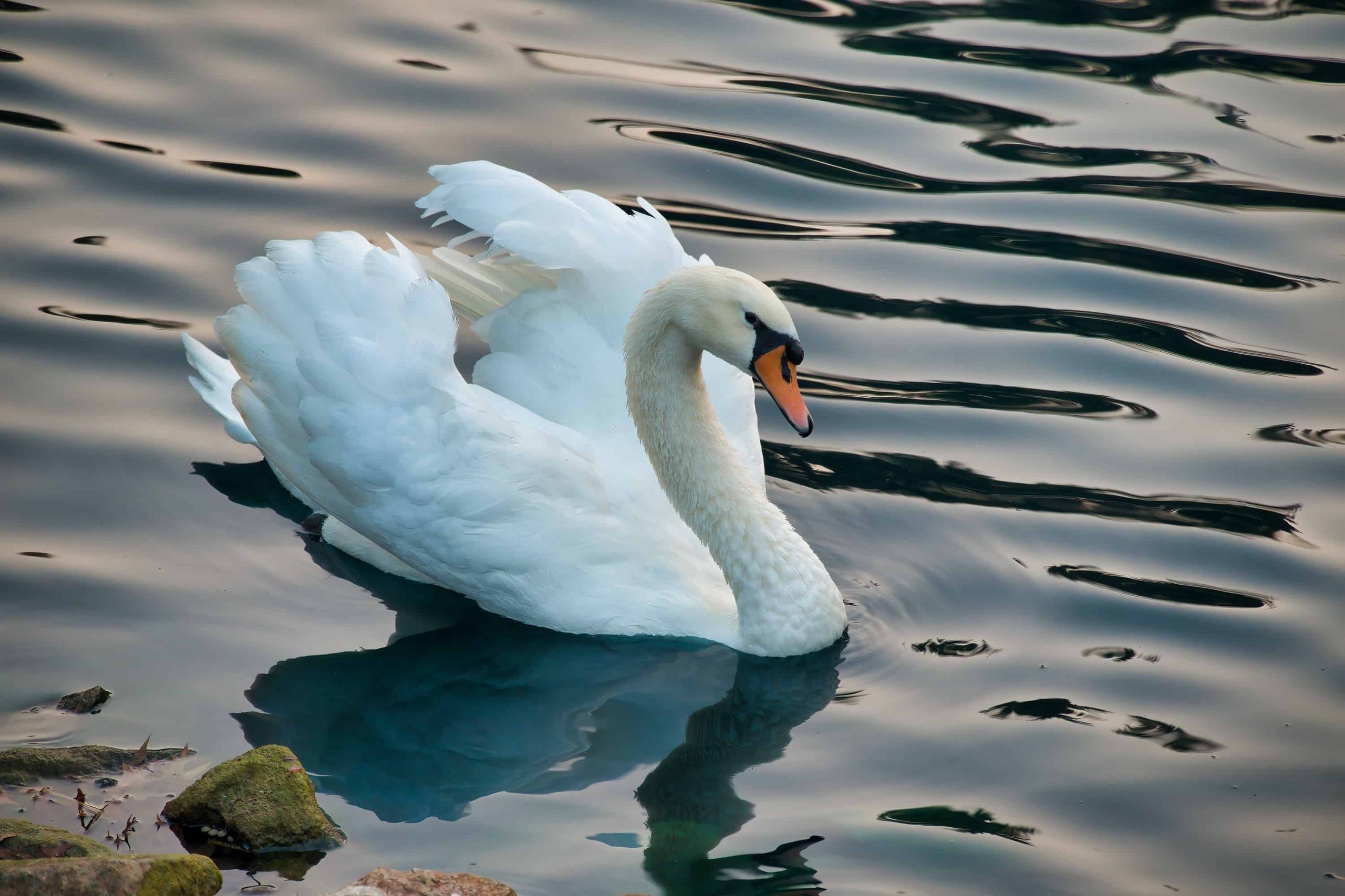 cisne mudo nadando en el lago