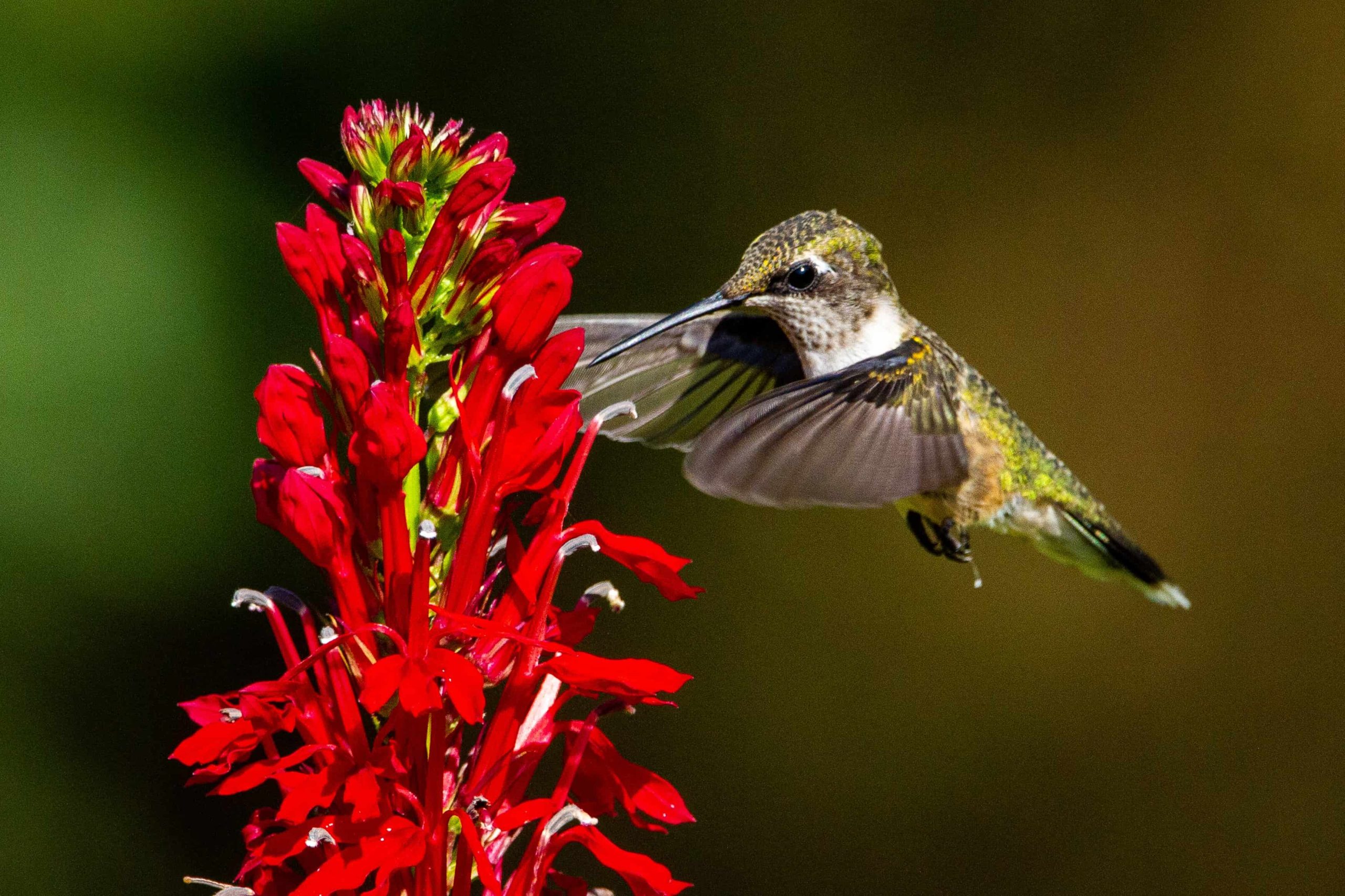 colibrí de garganta rubí bebiendo néctar de una flor cardenal roja