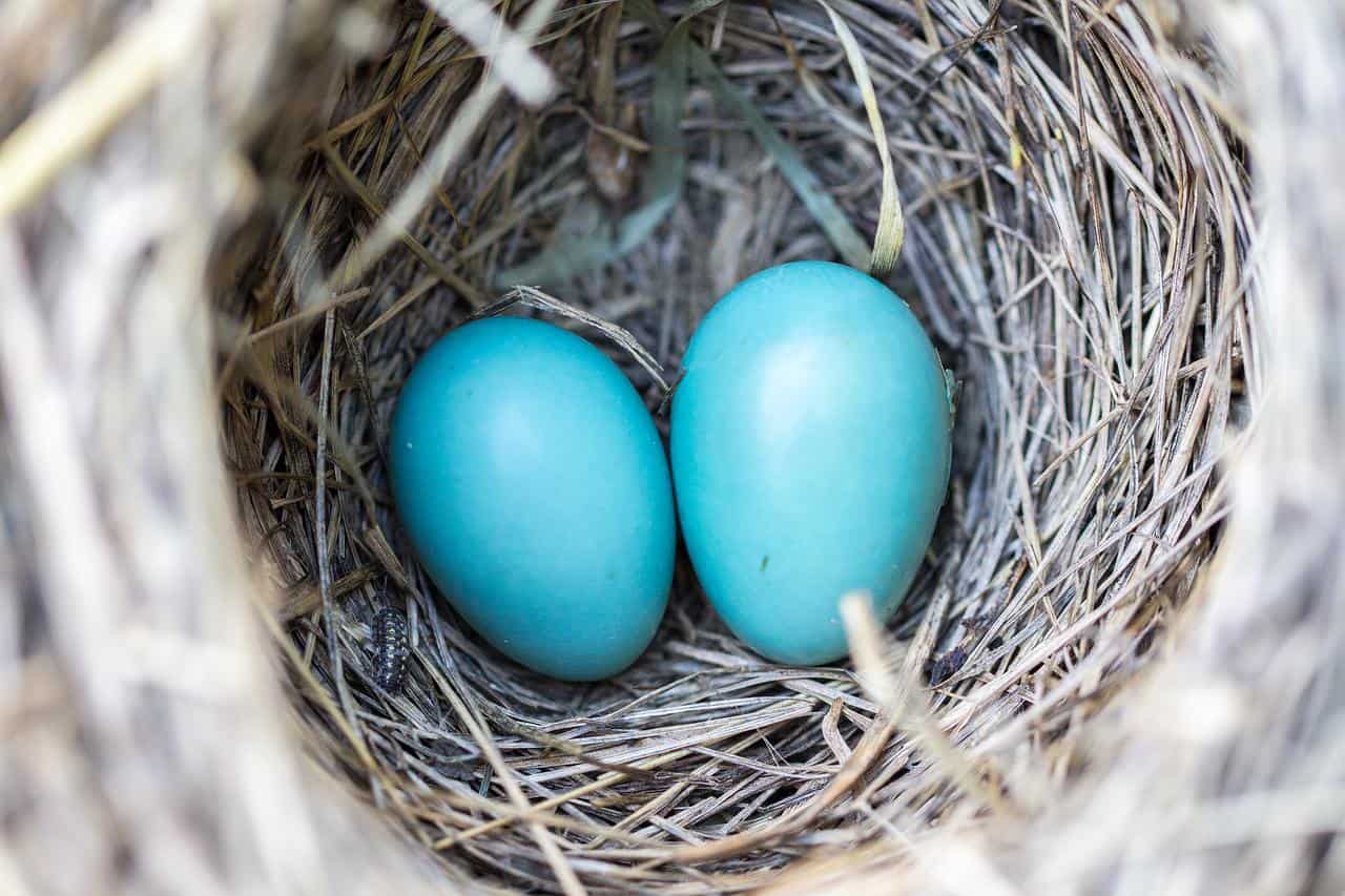 nido con 2 huevos de pájaro azul
