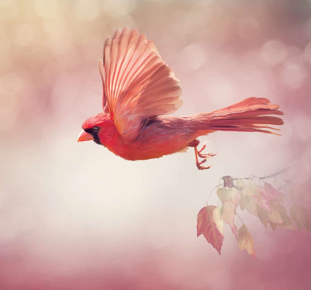 cardenal rojo macho volando como ángel